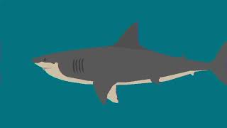 sperm whale vs megalodon vs livyatan vs mosasaurus