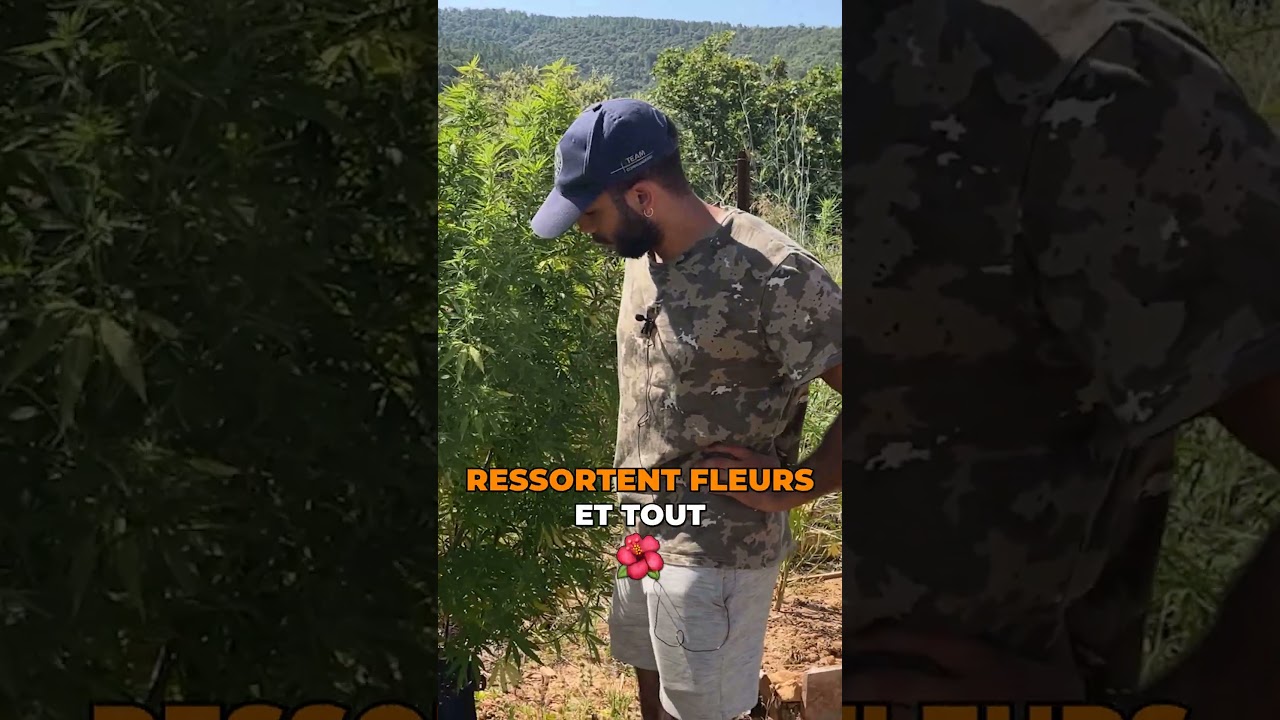 Comment tailler le CBD ? 