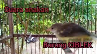 Suara pikat Ciblek || Anak Ciblek memanggil induknya