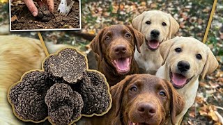 Real Truffle hunting