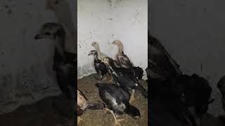 Shamo Japons Puro    Pintinhos Se Destacando 