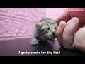 Newborn Tabby Kitten Calling Mom 🐱💤