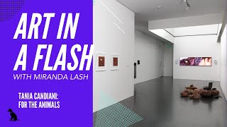 Art in a Flash with Miranda Lash | Tania Candiani: For The Animals