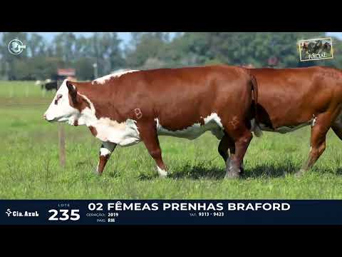 LOTE 235 - BRAFORD 9313, 9423