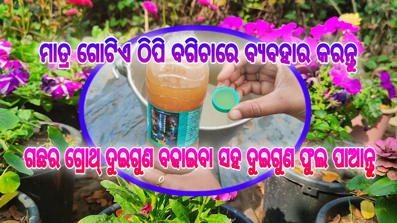 ମାତ୍ର ଗୋଟିଏ ଠିପି ବଗିଚାରେ ବ୍ୟବହାର କରି ଗଛର ଗ୍ରୋଥ୍ ଦୁଇଗୁଣ ବଢାଇବା ସହ ଦୁଇଗୁଣ ଫୁଲ ପାଆନ୍ତୁ #bioenzyme #2024