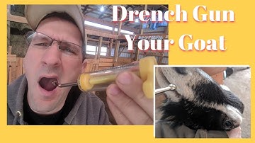 How to Drench medications to a Goat - 2018