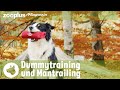 Dummytraining & Mantrailing: Wie geht das?