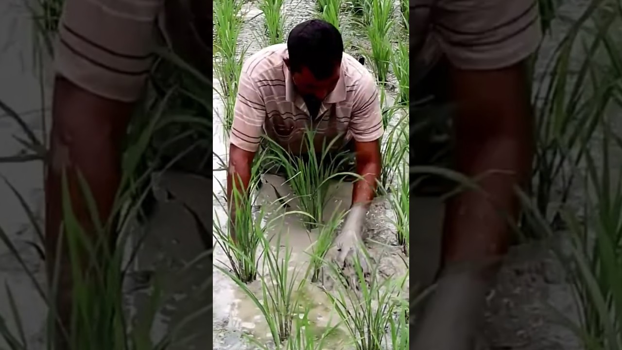 Strategies to convert paddy land to organic manure by killing weeds