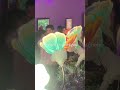 Nikas Safronov’s Euphoria- An unprecedented high tech floral display. #nikassafronov  #nikasshow