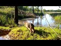 Live test of camera-trap Browning Spec Ops EDGE. Jean Chevallier 2020