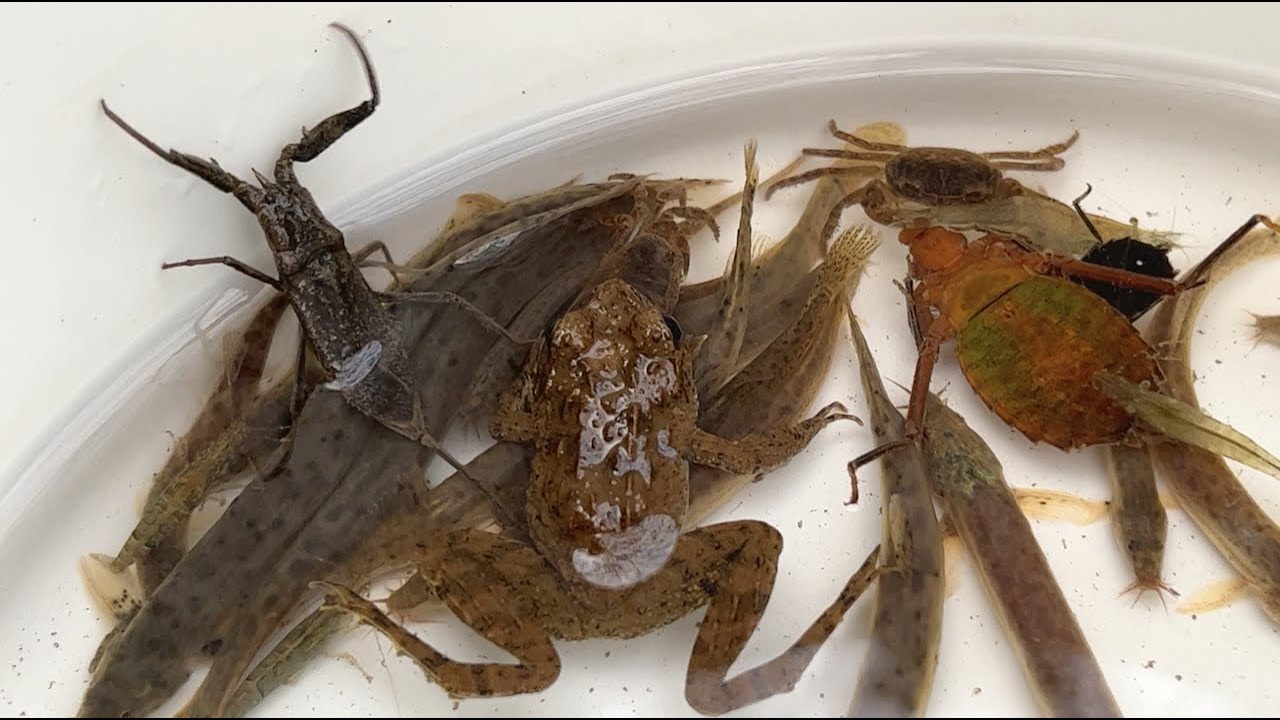 Ловите и наблюдайте за различными существами в японских реках. Лягушка, рыба, голец.