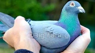racing homer pigeon lofts | Breeding pigeons day life story