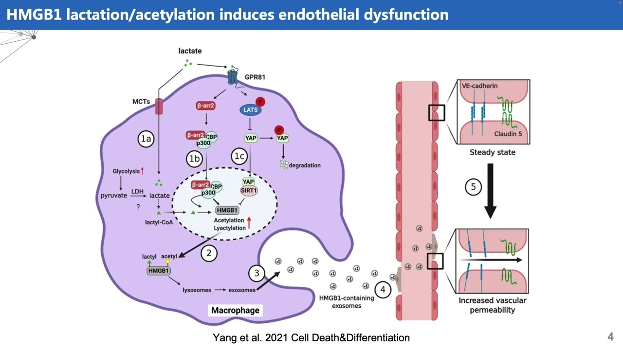 iMeta | DeepKla: deep neural network for protein lysine lactylation site prediction