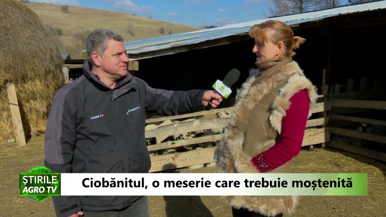 VIDEO Ciobănitul, o meserie pe cale de dispariție? 1 VIDEO Ciobănitul, o meserie pe cale de dispariție? YouTube player