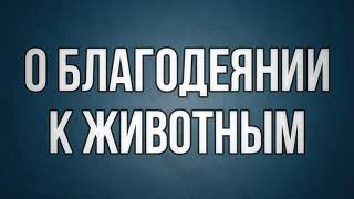 Видео О благодеянии к животным || Абу Яхья Крымский (автор: Абу Яхья Крымский)