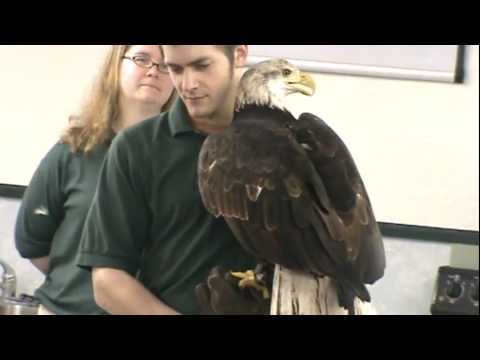 Jan. 2012 Skagit Valley Eagle Festival video #3 of 4