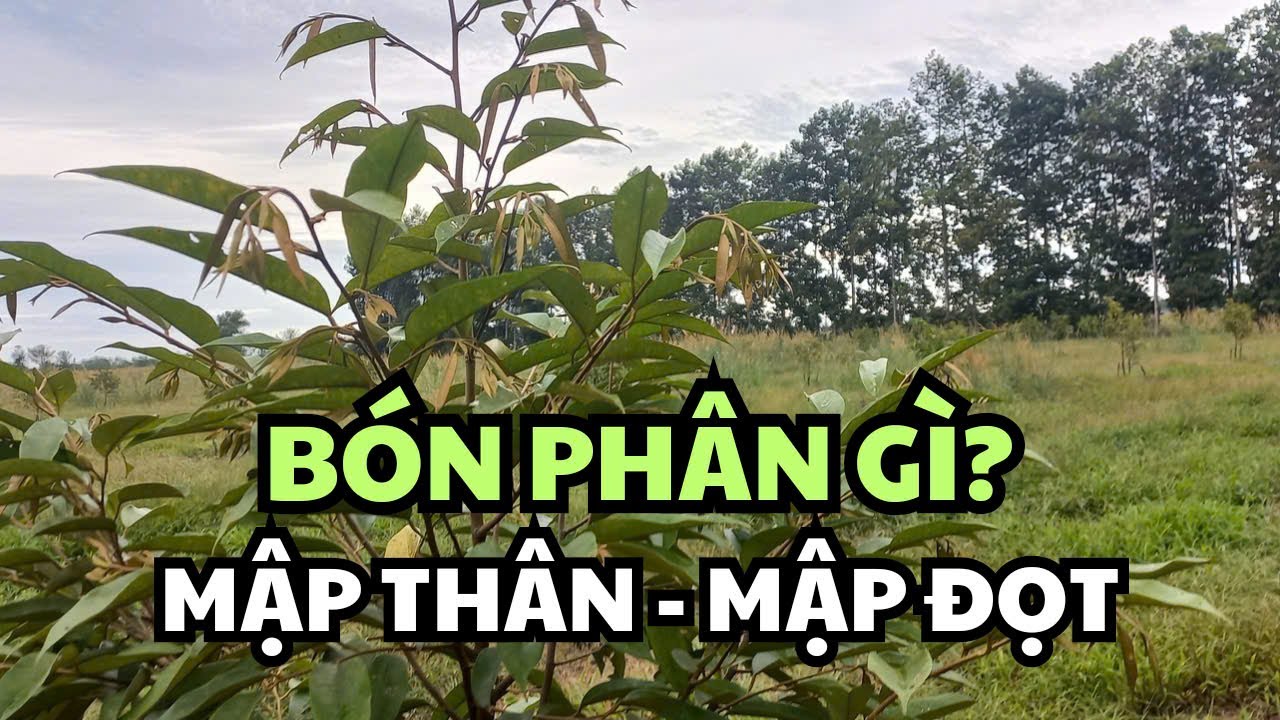 BÓN PHÂN GÌ SẦU RIÊNG MẬP ĐỌT, MẬP THÂN, TO CÀNH?