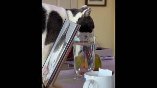 Drinking water from her Lenox Crystal glass - it's supplemental water so she thinks she is stealing