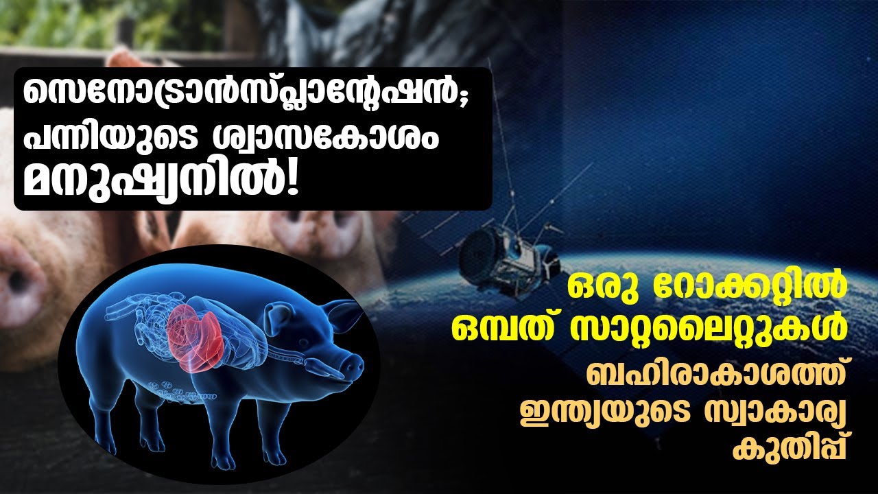 സെനോട്രാൻസ്പ്ലാന്റേഷൻ; പന്നിയുടെ ശ്വാസകോശം മനുഷ്യനിൽ! | science | Malayalam News |