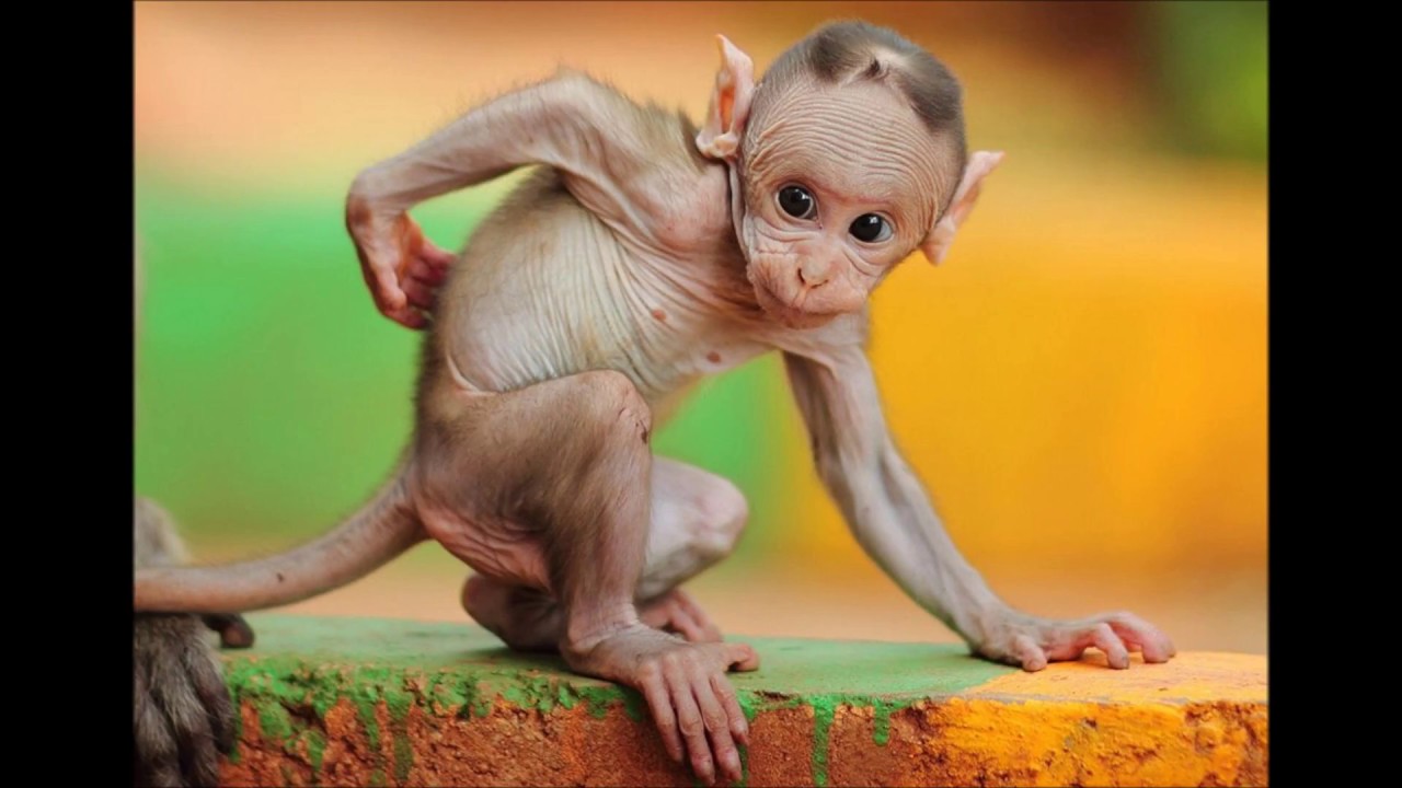 Hauskoja Eläimiä 5