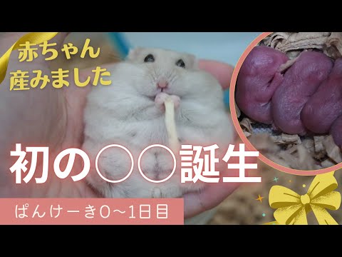 もっと！はむチラ長屋ch.【ハムスター】 - YouTube