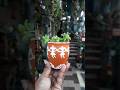 #diy #garden #claypot #ytshorts #shortsviral #trendingshorts