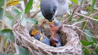 Wild birds feeding and nurturing their nestlings. Part 1.