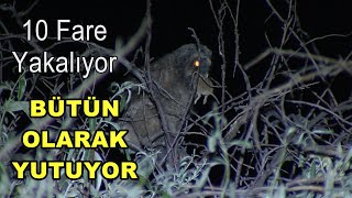 10 fare yakalıyor/ Ve bütün olarak yutuyor