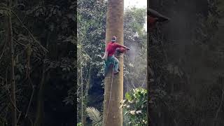 extream proses penebangan dari pucuk #automobile #asmrvideo #woodworking