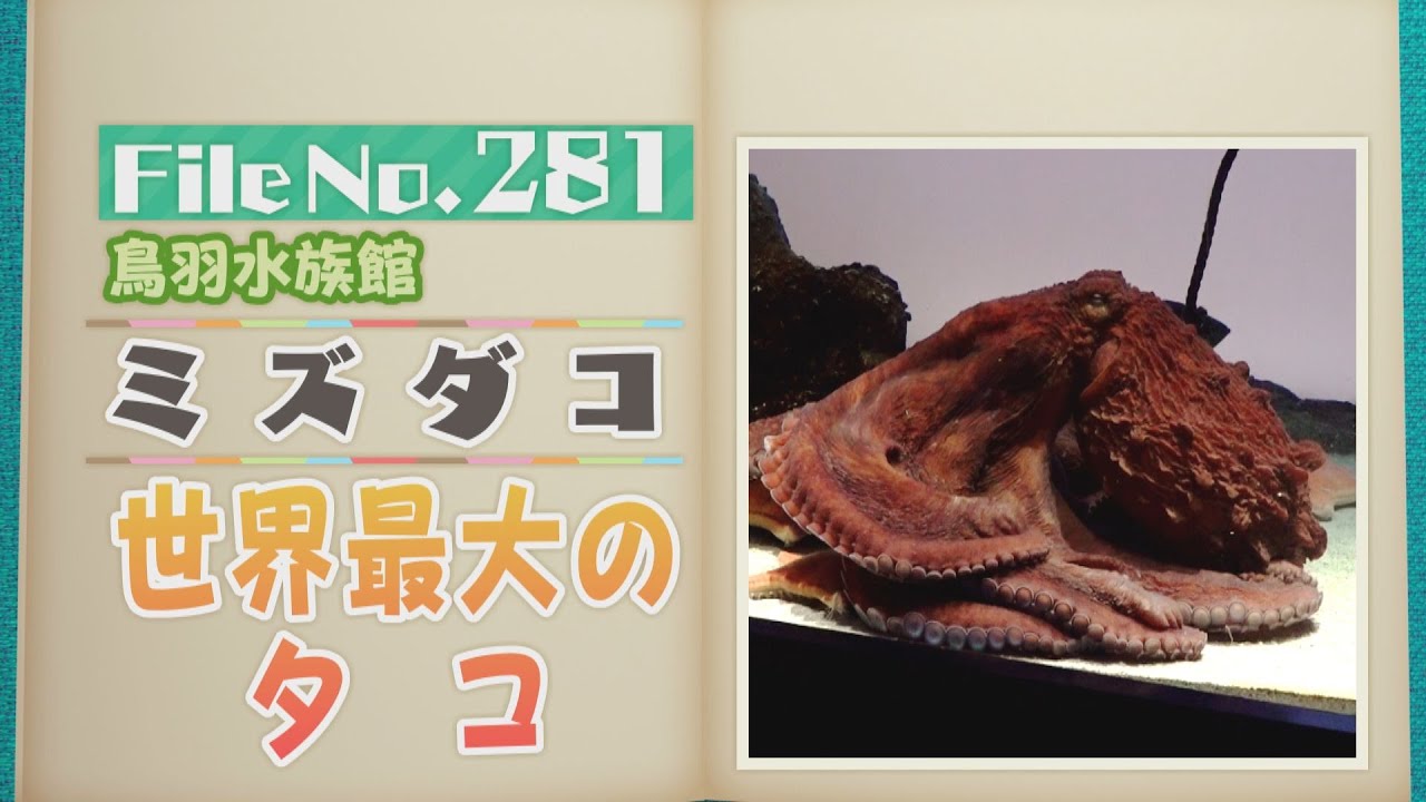 世界最大のタコ「ミズダコ」はかくれんぼが上手！ ストレス解消法は