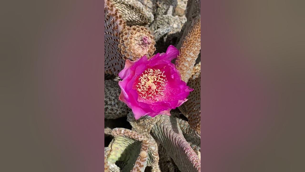 Beavertail Prickly Pear cactus in Bloom 🌸🌵 Edible and Medicinal Plants of the Mojave Desert