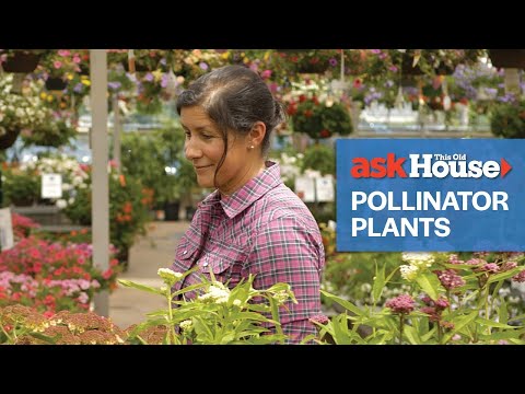 Simple Guide to Pollinator Plants | Ask This Old House