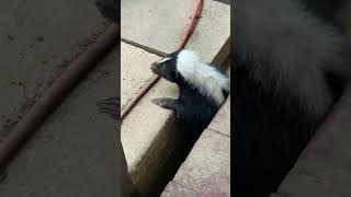 - Skunk Peeking Out From Under Porch.