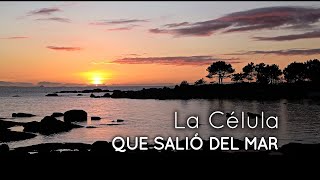 📣🚨🚧¡FÓSILES VIVIENTES🧬en la COSTA🌊‼️Tesoros🤩Microscópicos de las Marismas Gallegas😮🦀🐚