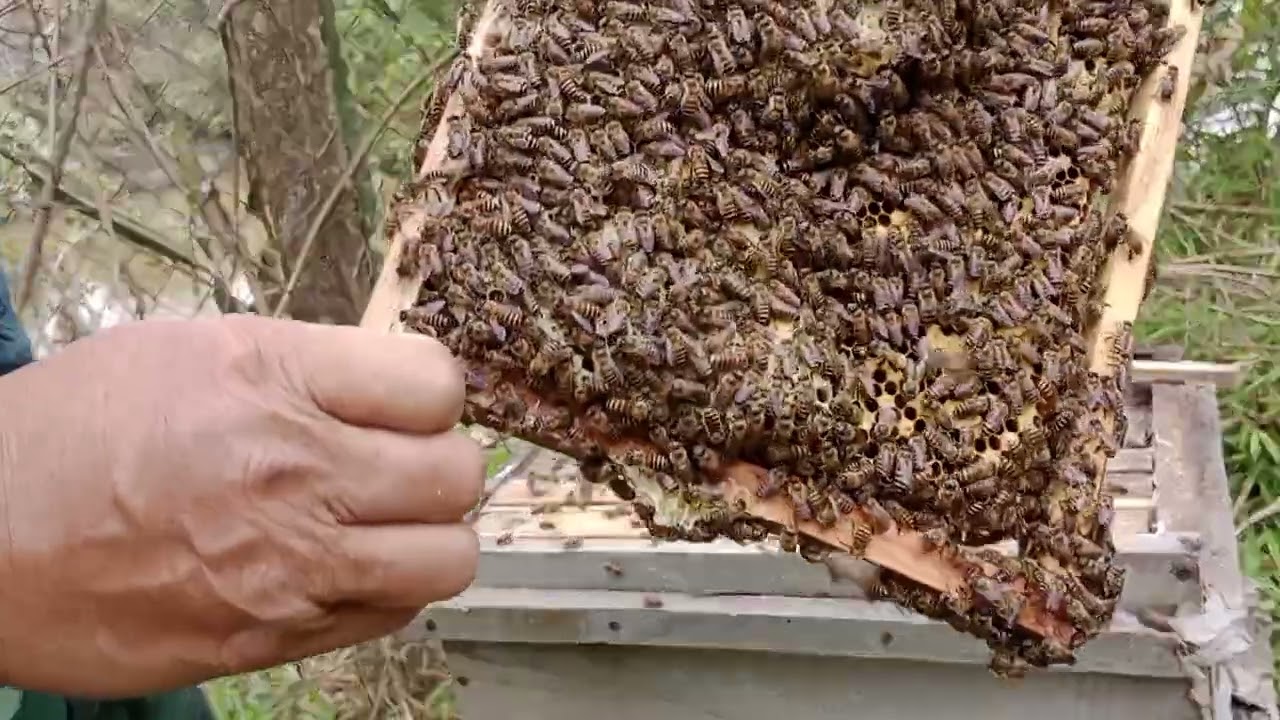 Mật về rất nhiều 