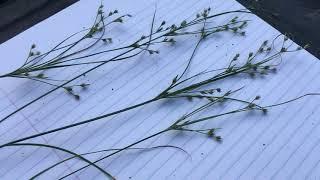 Rush: a grass imposter! screenshot 1