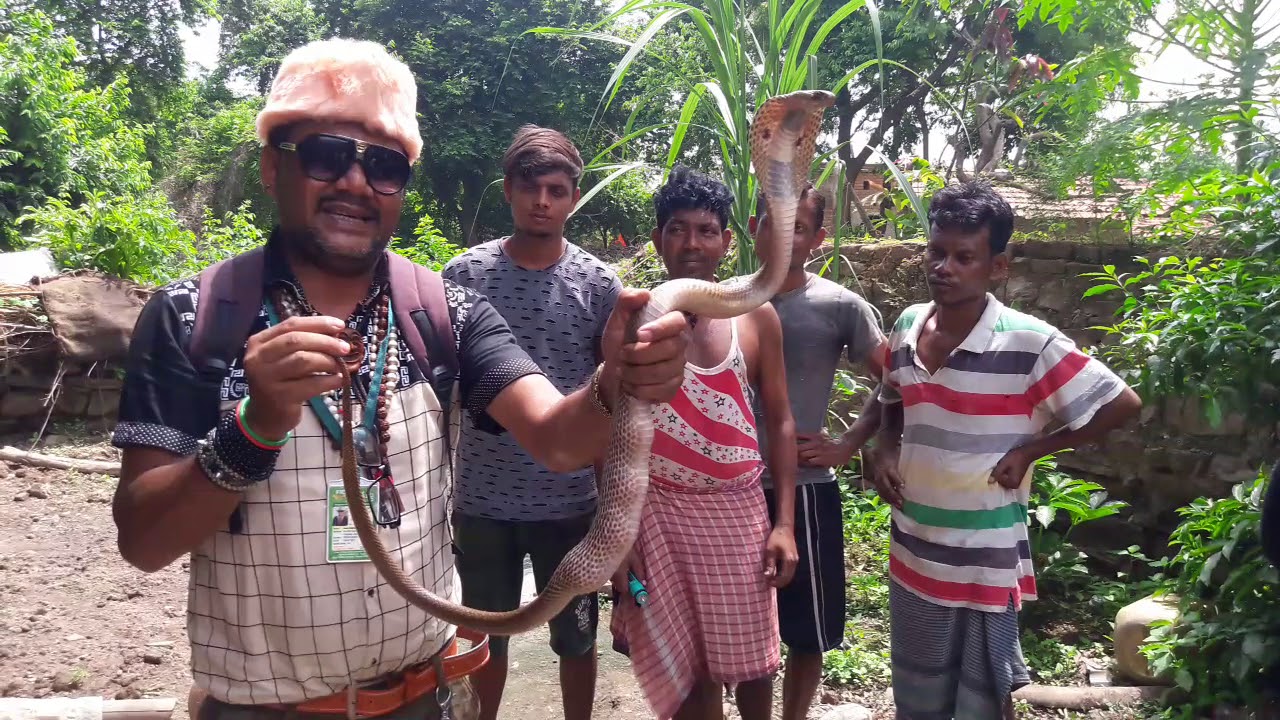  Cobra venomous snake ऐ साँप मुर्गी का अंडा खा लिया है snake rescue team Panchet dam(N G O)