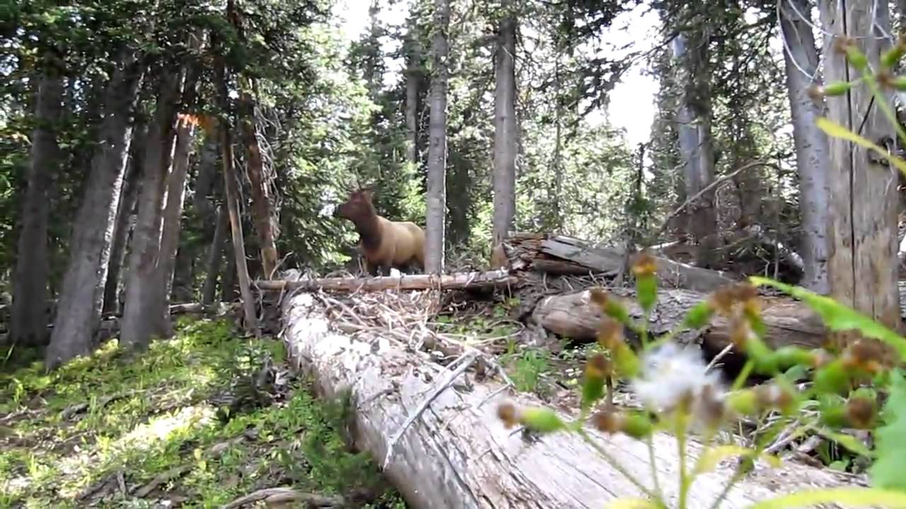 Routt National Forest Elk Scouting 08 YouTube