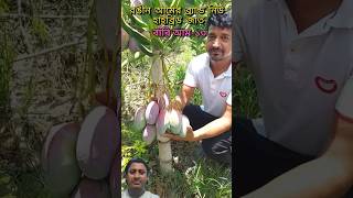 রঙিন কালারিং আম।#আম#green friend 🥭#Ramdhan garden 🥭#green plant ☘️#group garden 🥭#garena friend 🥭💚💚💚