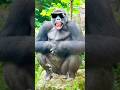 Youtube 1m funny youtubeshorts shortshorts short trending animals comedy fyp