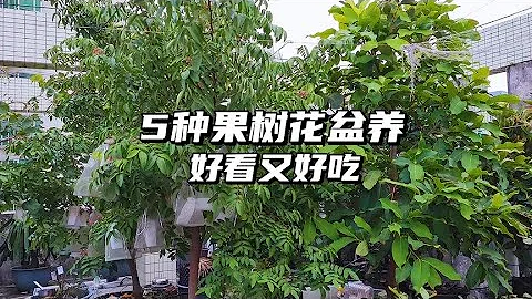 不要養花了，5種水果花盆養，不用管，好看又好吃！ - 天天要聞