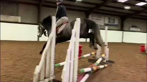 Commander in Chief W Z  ( Chellano Z x Calvados x ...