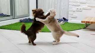 Information Can a Cat be Friends with a Dog😁 Caramel and Arnold News