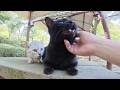 甘えん坊の黒猫の背後から臆病なサバトラ猫がソロリソロリと接近してきた