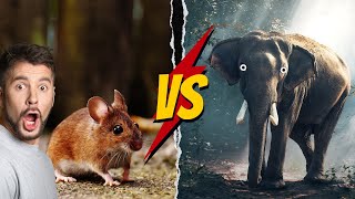 Animals That Hate Each Other