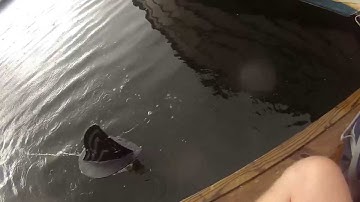 Sharkfin ROV ver 6.1 first open water test