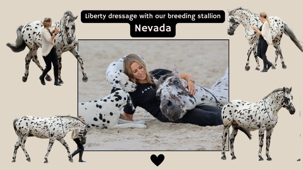 Building Trust and Harmony in Liberty Dressage | The Human Horse Method in Practice