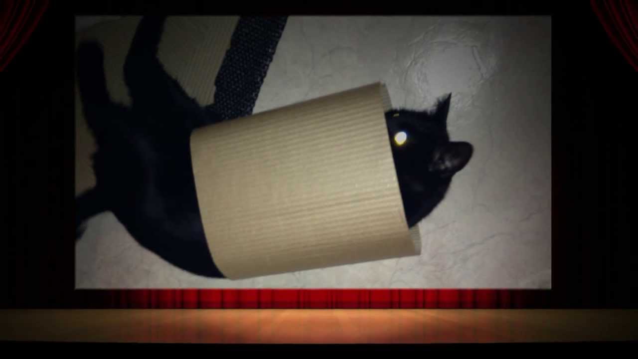 moviecat - YouTube