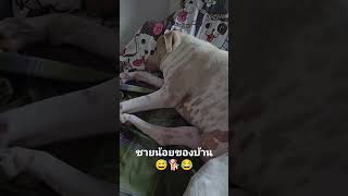 ชายน้อยๆ...😅ของบ้านยาปันโต #บ้านยาปันโต