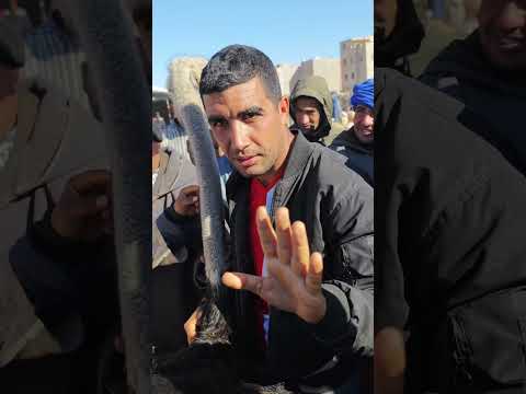 ذكر النعام للبيع في سوق قلعة السراغنة ثمن خيالي